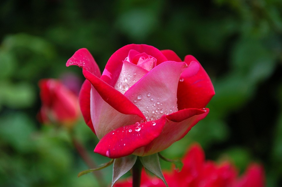 růže pěstování na zahradě
